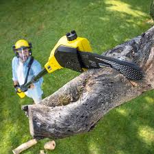 Best Lawn Disease Treatment  in Bryant, WA